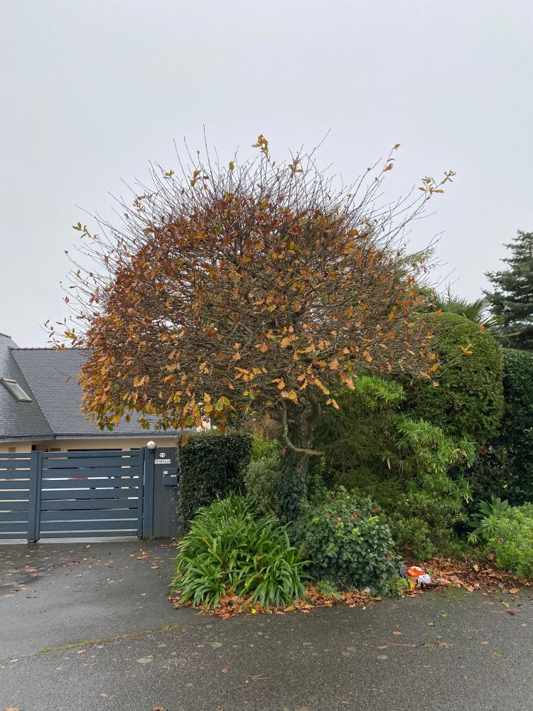 avant taille d'arbre