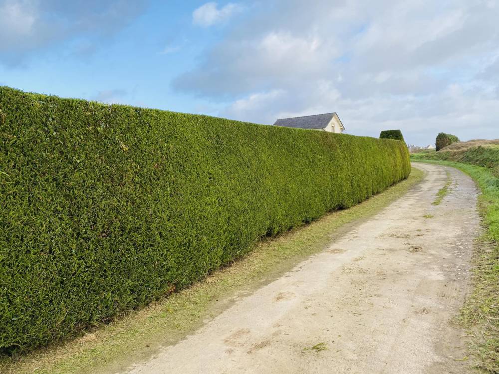 après taillage de haie