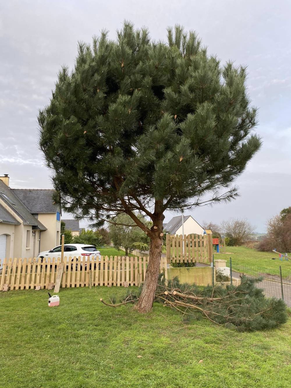 arbre après élagage